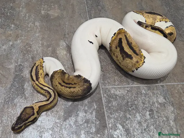 Snake reptiles Western Hognose & 2 female royal ball python snake - Advert 1