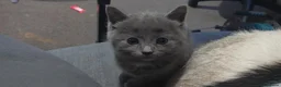 Mixed Breed cats for sale: Three beautiful mixed kittens looking for home - Advert 12