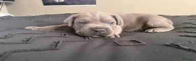 Cane Corso 1