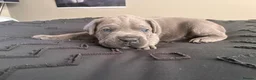 Cane Corso dogs for sale: Beautiful cane corso puppies.  in Liverpool - Advert 15