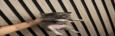 Chihuahua 3