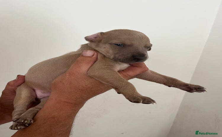 Whippet dogs - Advert 2