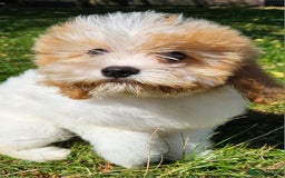 Mixed Breed dogs for sale: Lovely cavapoochon puppies for sale  - Image 1