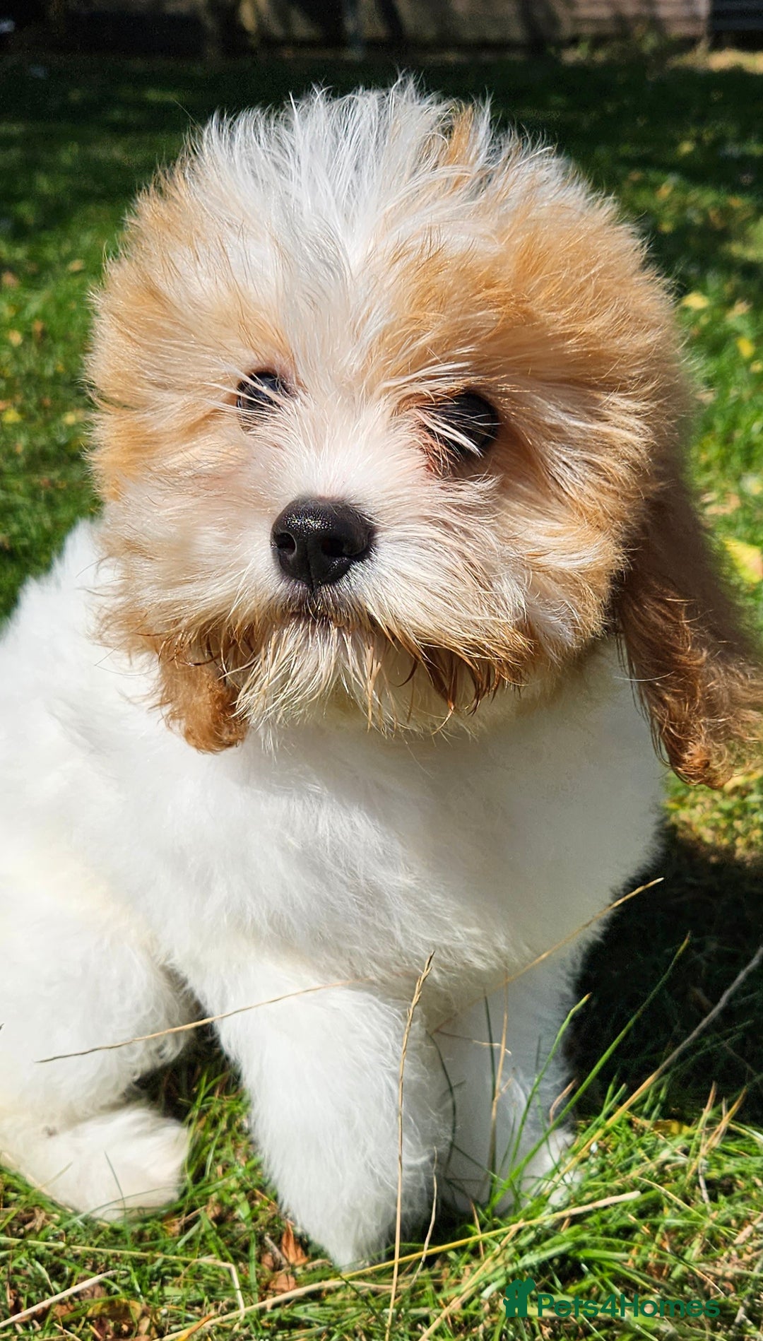 Mixed Breed dogs for sale: Lovely cavapoochon puppies for sale  - Image 1