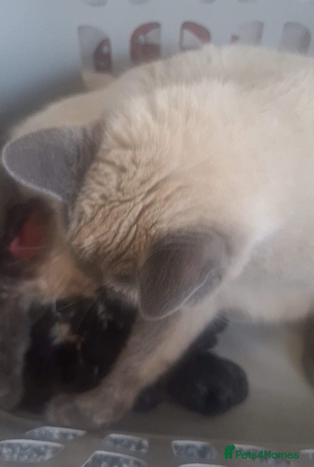 British Shorthair cats for sale: British Shorthair kitten one left boy  - Advert 6