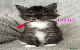 Maine Coon cats for sale: MaineCoon Kittens For Sale Black Smoke - Image 22