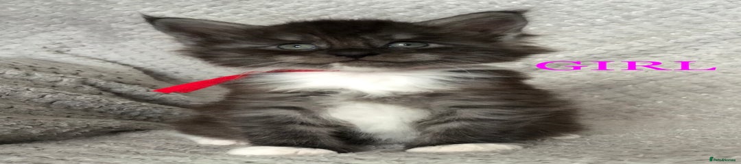 MaineCoon Black Smoke with White girl red collar 