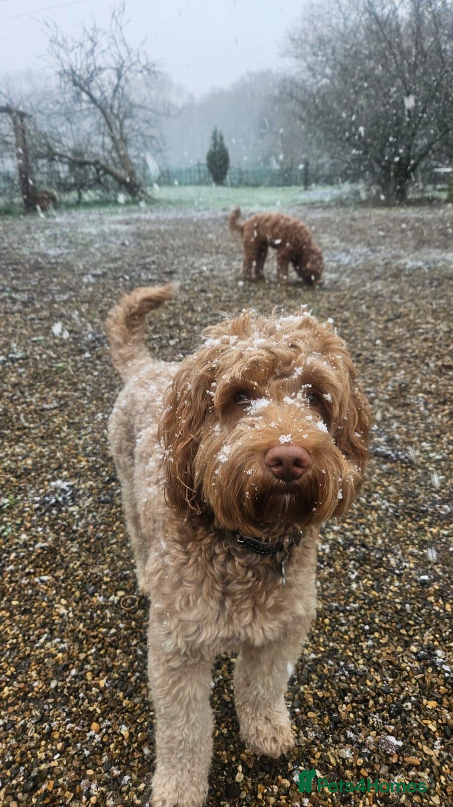 Labradoodle dogs for stud: Proven Australian Labradoodle Stud  - Advert 2