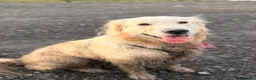 Golden Retriever dogs for sale: Female golden retriever  - Advert 10