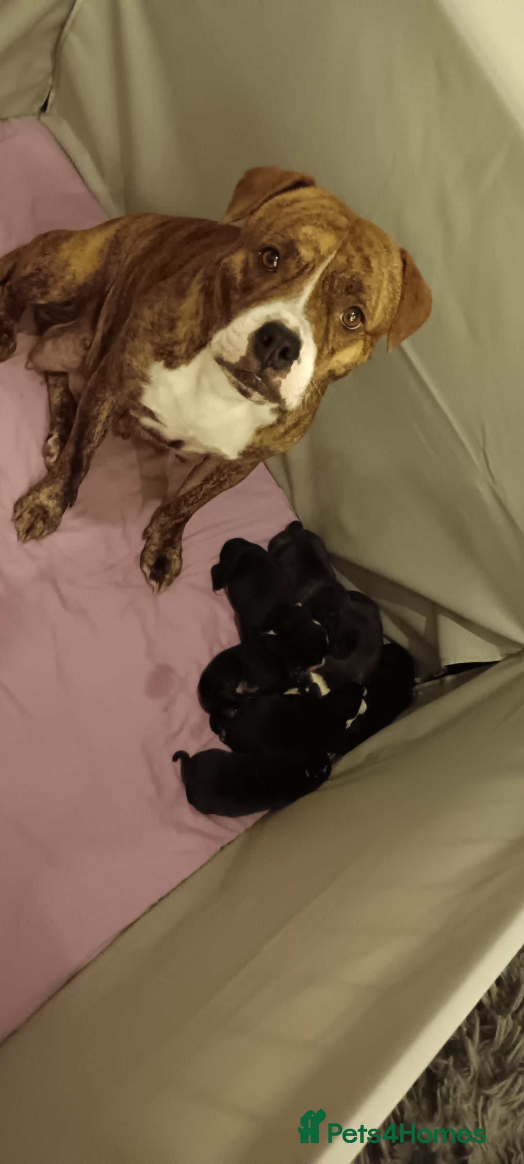 Staffordshire Bull Terrier dogs for sale: Staffy pups - Advert 4