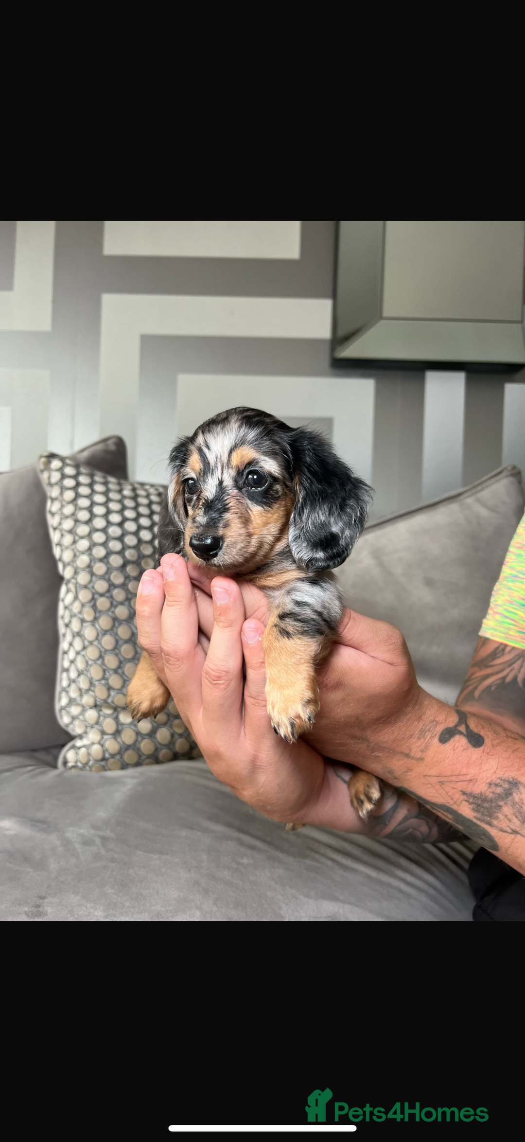 Miniature Dachshund dogs for sale: Long-Haired Dapple Mini Dachshund Puppy (RE-HOME) - Image 10