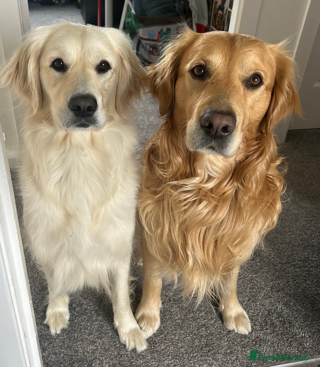 Golden Retriever dogs for sale: Golden retriever puppies  - Image 11