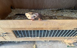 Ferret rodents for sale: Jill ferret - Image 6