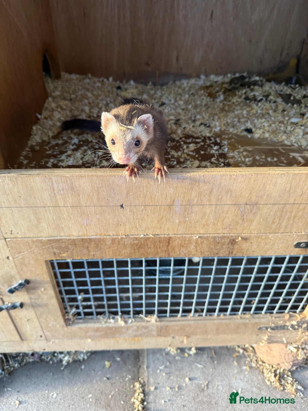 Ferret rodents for sale: Jill ferret - Image 6