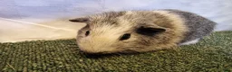 Guinea Pig rodents for sale: Guinea pigs  in Usk - Advert 9
