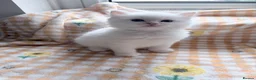 Ragdoll cats for sale: TICA Registered Ragdoll Kittens - Advert 7