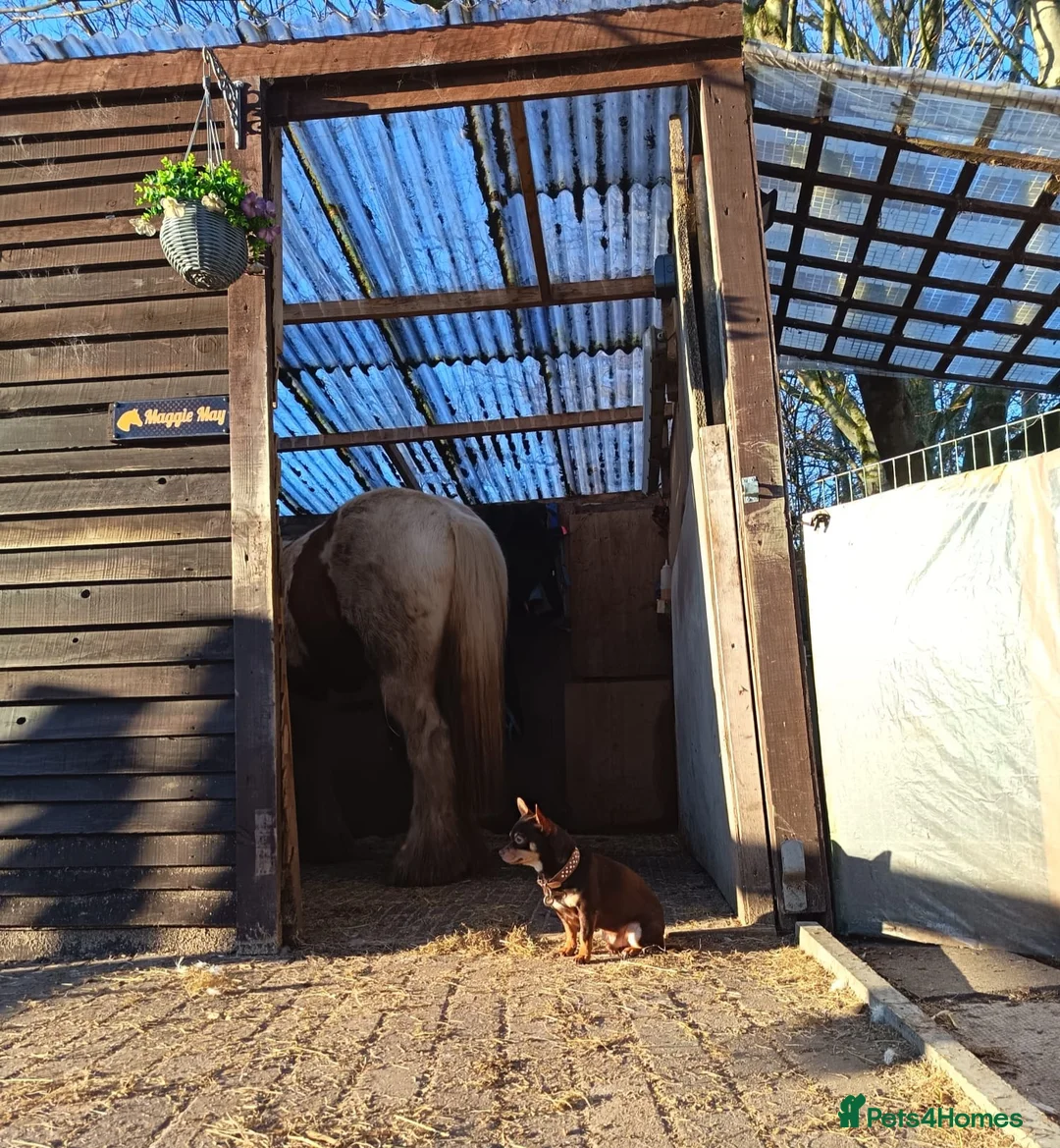 Chorkie dogs for sale: Beautiful litter of chorki's  - Advert 5