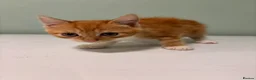 Mixed Breed cats for sale: Kittens for sale- ready to go  - Advert 2