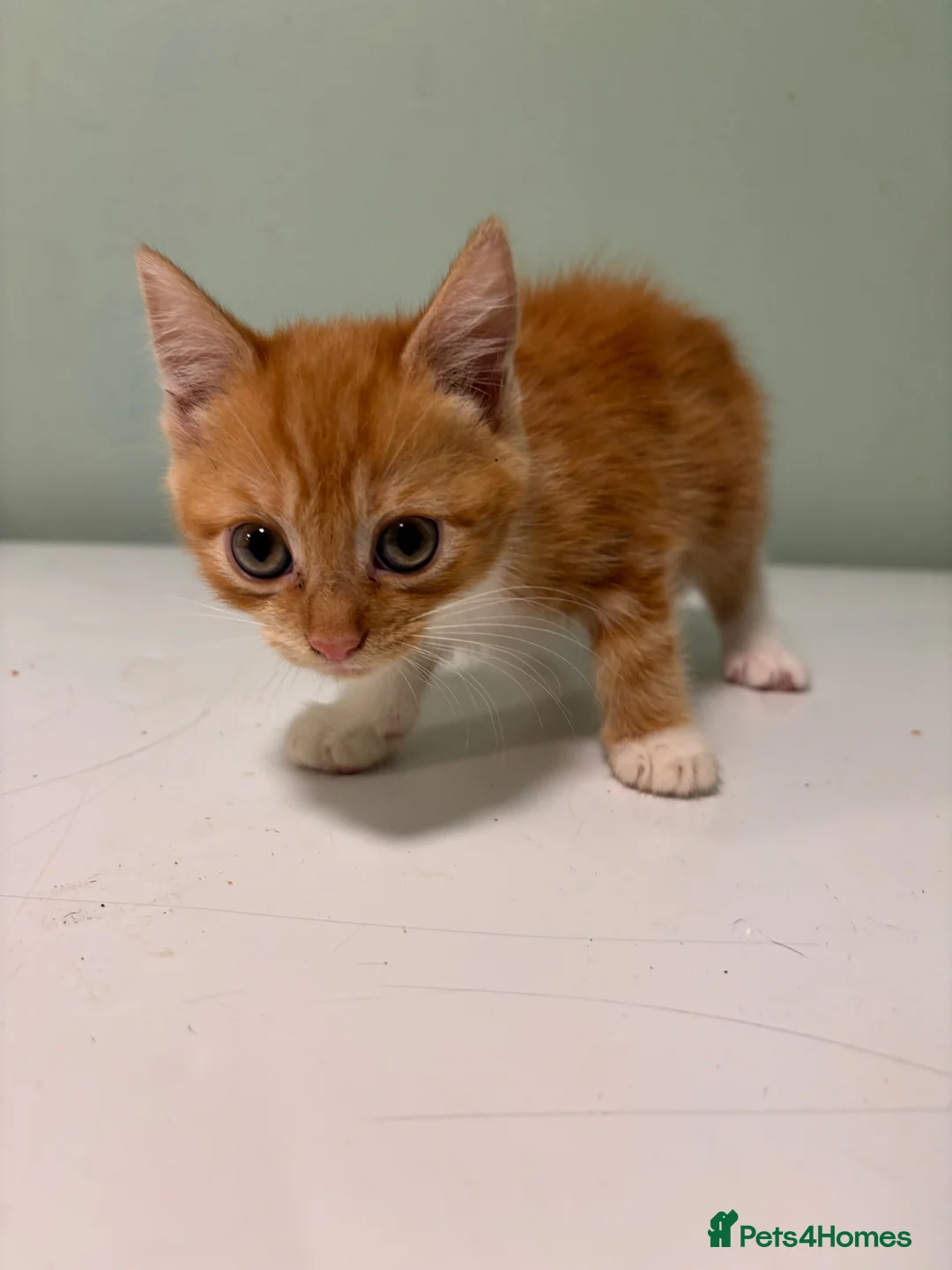 Mixed Breed cats for sale: Kittens for sale- ready to go  - Advert 2