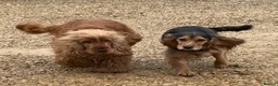 Cocker Spaniel dogs for sale: Kc registered show cocker spaniel malli & mungo  - Advert 12