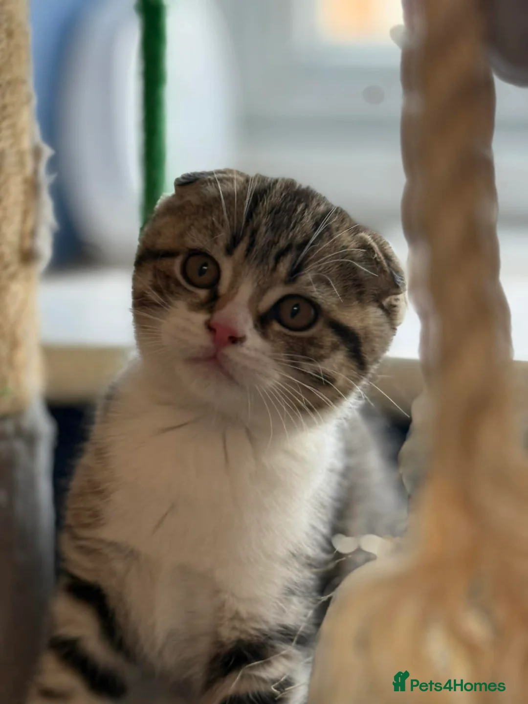 Scottish Fold cats for sale: 1 Scottish Fold Boy still available  - Advert 2