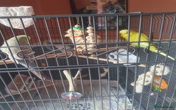 Budgerigars birds for sale: Show birds - Image 2