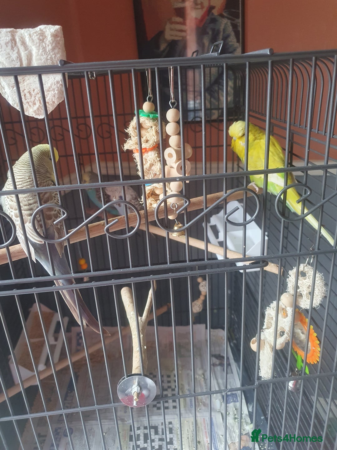 Budgerigars birds for sale: Show birds - Image 2
