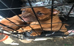 Dorset Olde Tyme Bulldogge dogs for sale: Pups for sale - Image 4