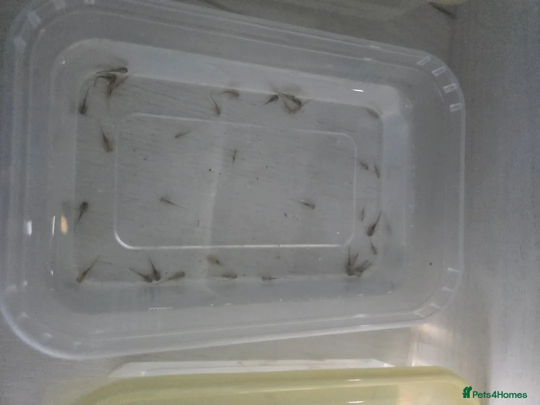 Axolotl reptiles for sale: Various axolotls - Advert 3