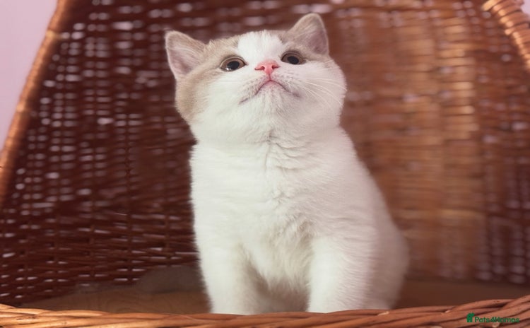 British Shorthair cats - Advert 4