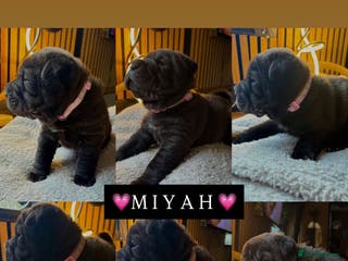 Shar Pei dogs Black sable Sharpeis 🐾 JUST 2 LEFT🤍 - Advert 1