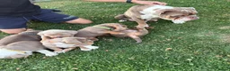 Olde English Bulldogge dogs for sale:  Olde English Bulldog Puppies L - Advert 27