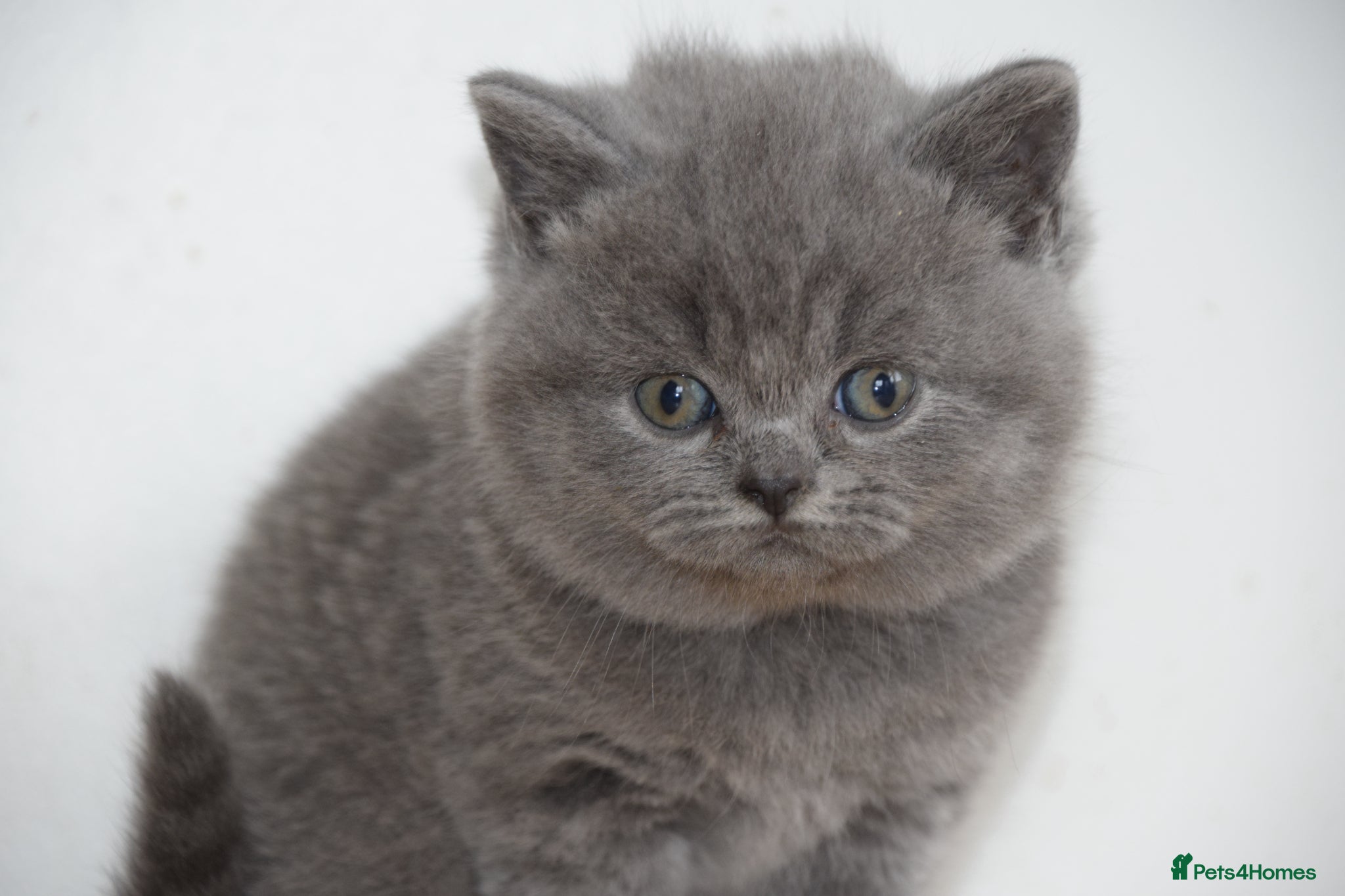 British Shorthair cats British Blue Shorthair kittens, 2 girls! - Advert 1