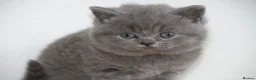 British Shorthair cats for sale: British Blue Shorthair kittens, 2 girls! - Advert 4