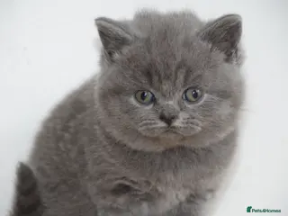 British Shorthair cats British Blue Shorthair kittens, 2 girls! - Advert 1