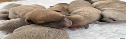 Whippet dogs for sale: KC Registered Whippet Puppies - Advert 3