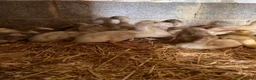 Ducks poultry for sale: Indian runner ducks - Advert 2