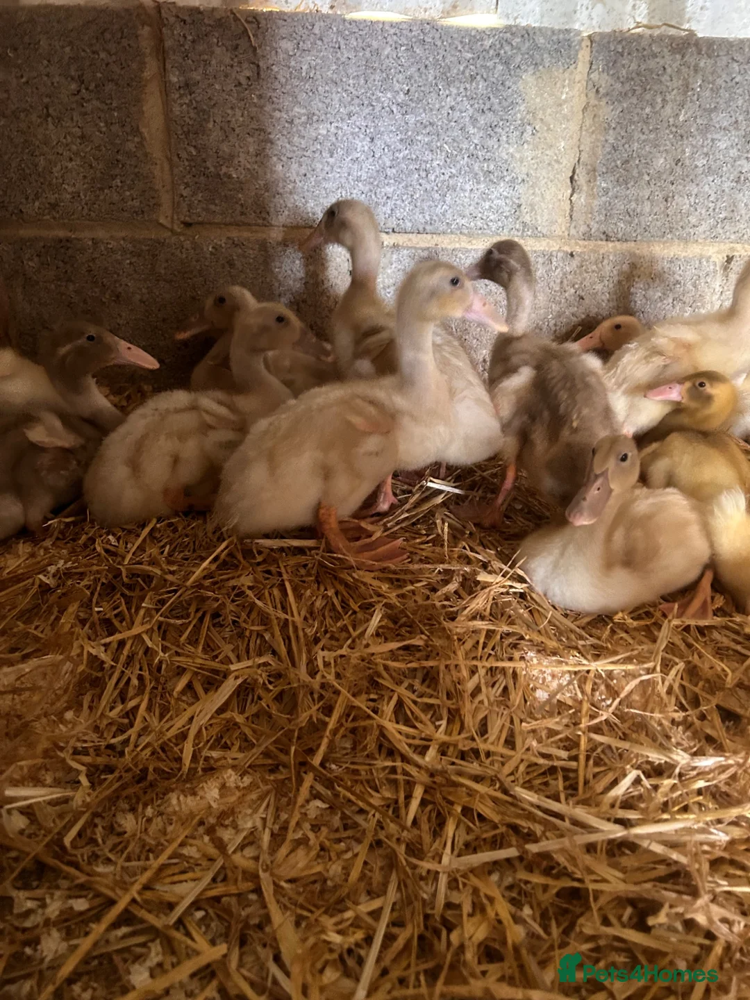 Ducks poultry for sale: Indian runner ducks - Advert 2