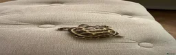 Tortoise reptiles for sale: 2 horseflied tortoises  - Advert 3