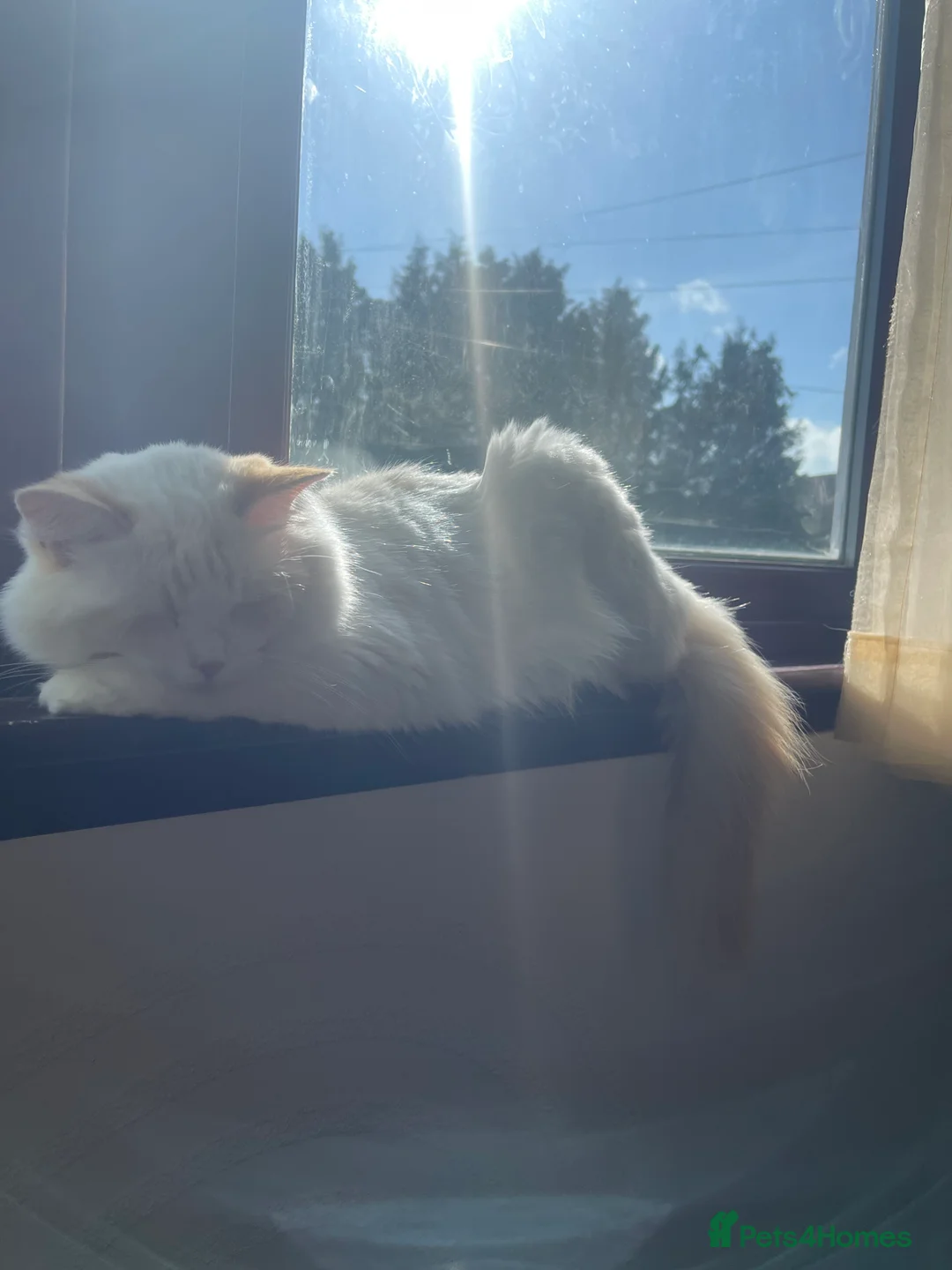 Ragdoll cats for sale: VERY RARE CREAM FLARE BICOLOUR RAGDOLL KITTEN - Advert 16