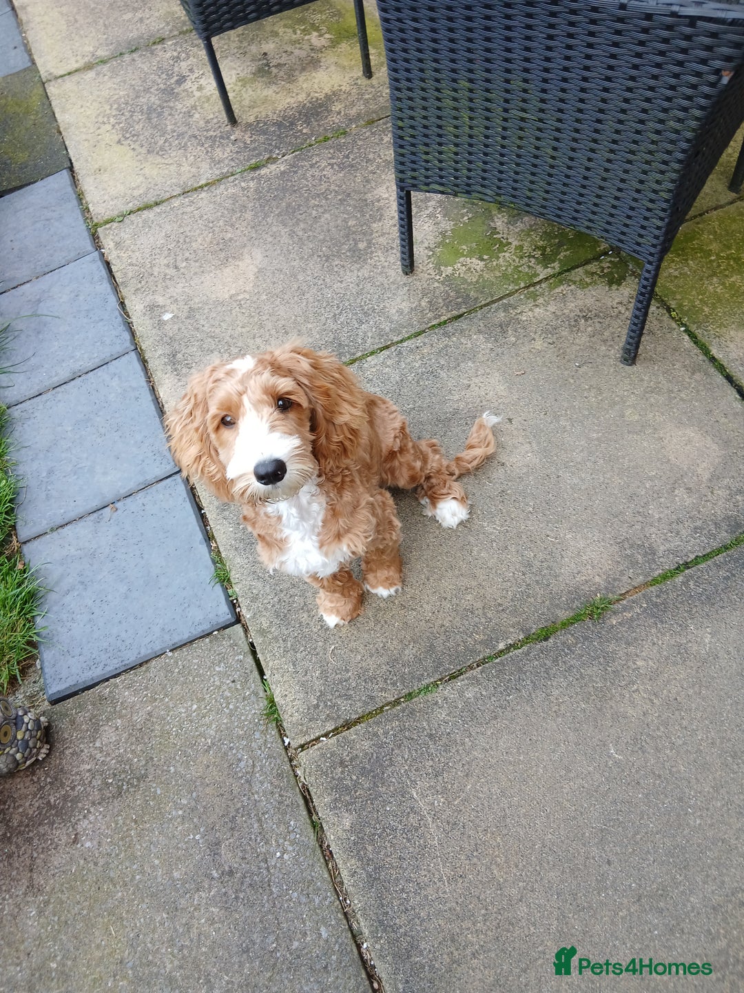 Cockapoo dogs for sale: Tracy Clifford - Image 3