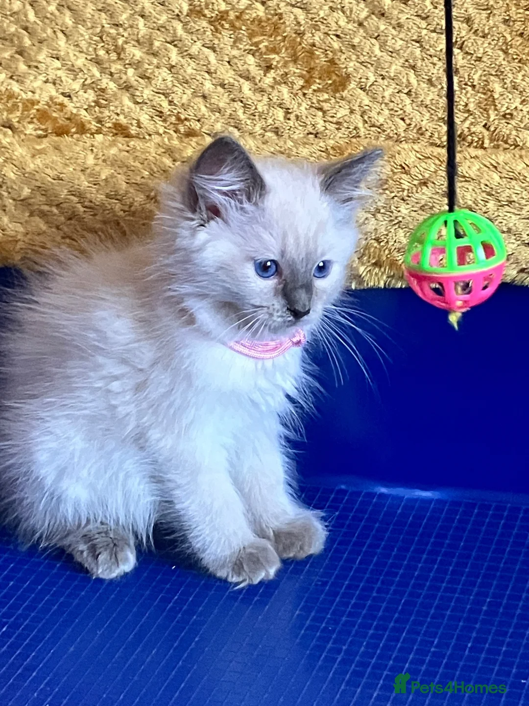 Ragdoll cats for sale: GCCF Сhampion Bloodline Ragdoll 5 GenPedigree 🏆🌟 - Advert 2