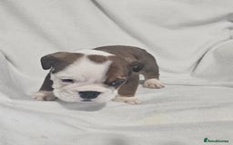 English Bulldog dogs for sale: Champion English bulldogs - Image 15