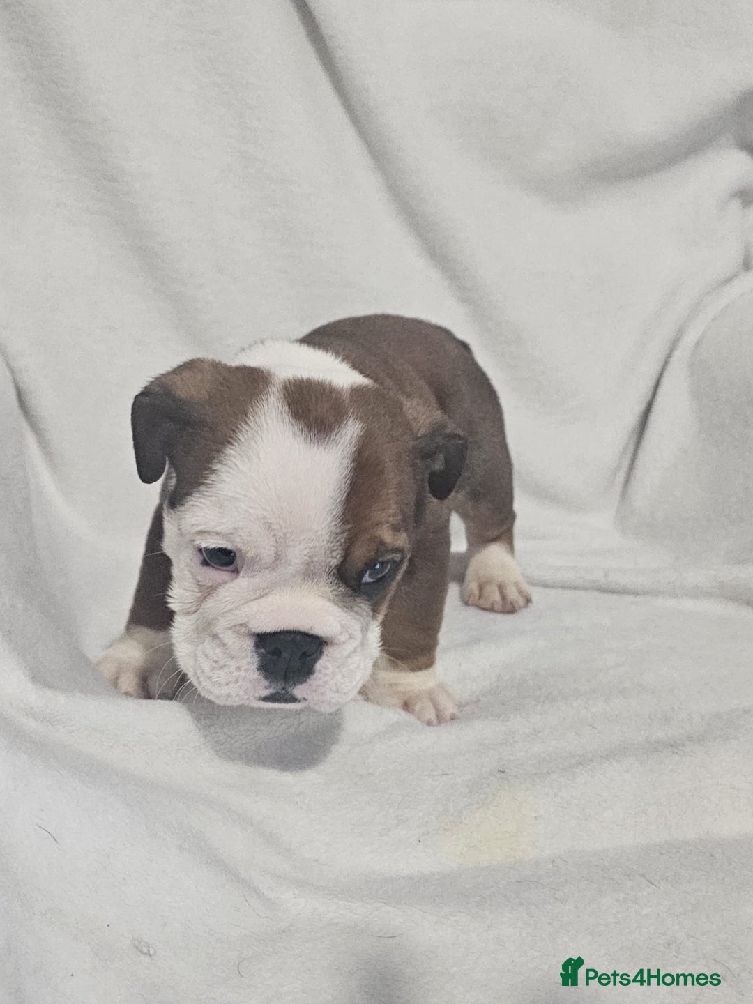English Bulldog dogs for sale: Champion English bulldogs - Image 15