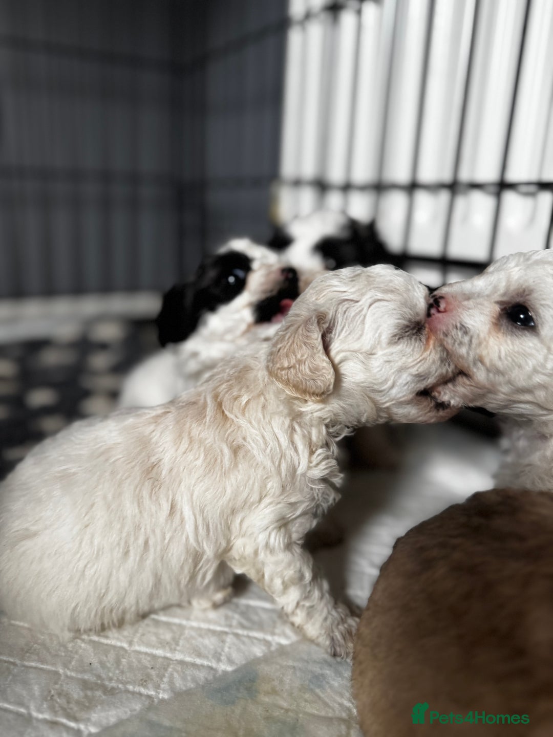 Shichon dogs for sale: 5 beautiful Shichon girls  - Image 21