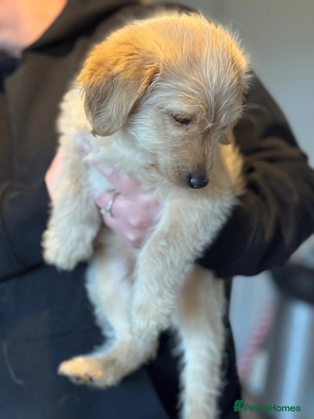 Labradoodle dogs for sale: F1 labradoodle boy  in Cambridge - Advert 2