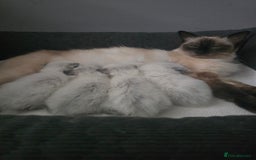 Ragdoll cats for sale: Ragdol KITTENS 😸 ♥️  - Image 2