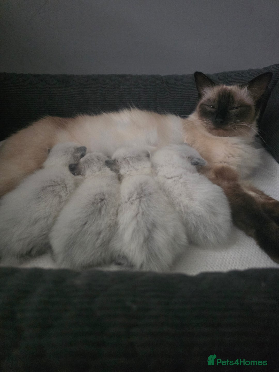 Ragdoll cats for sale: Ragdol KITTENS 😸 ♥️  - Image 2
