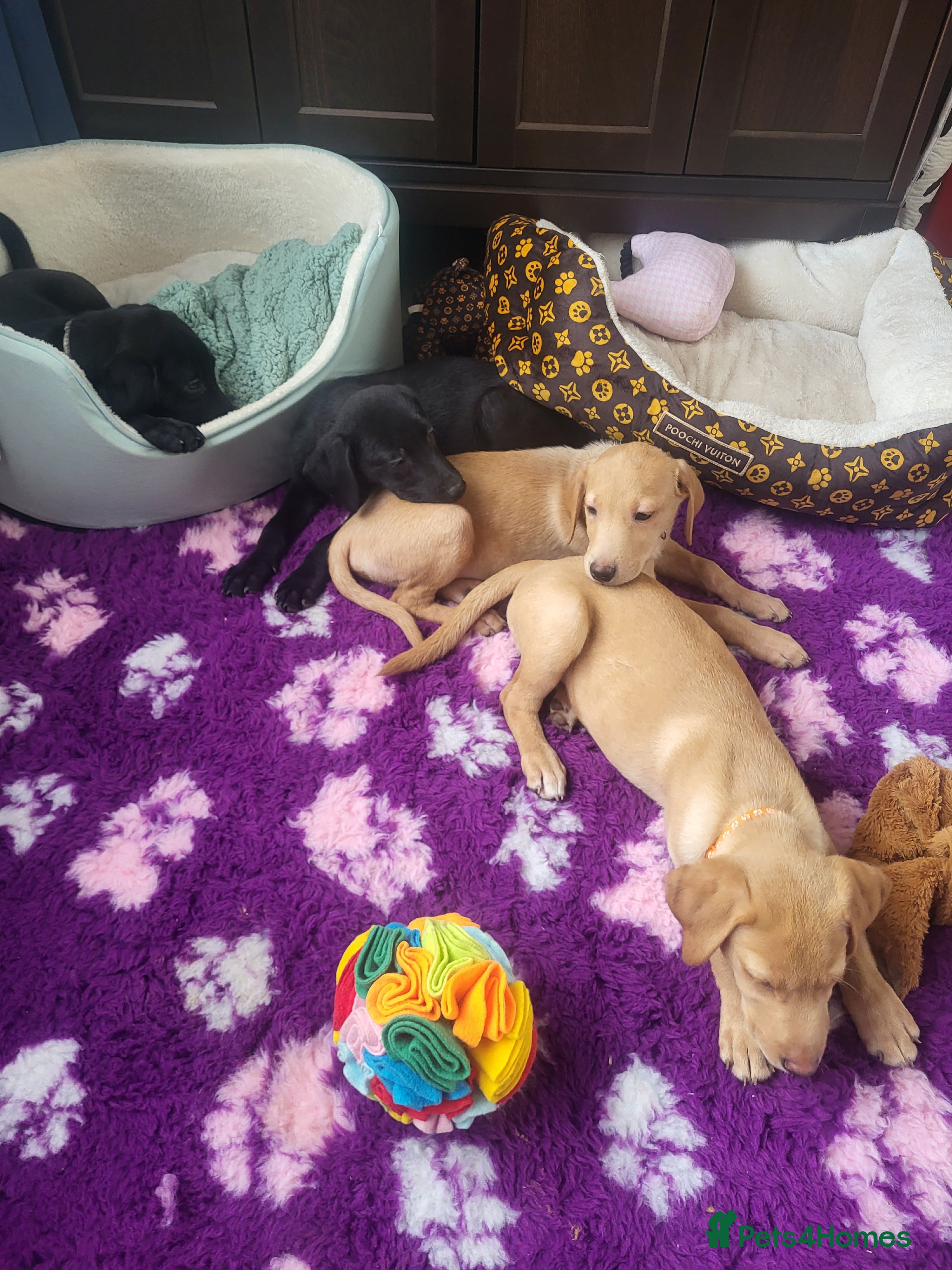 Labrador Retriever dogs KC registered Labrador Retriever puppies - Advert 8
