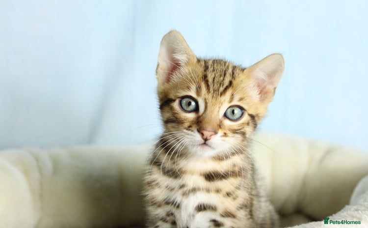 Bengal cats - Advert 1